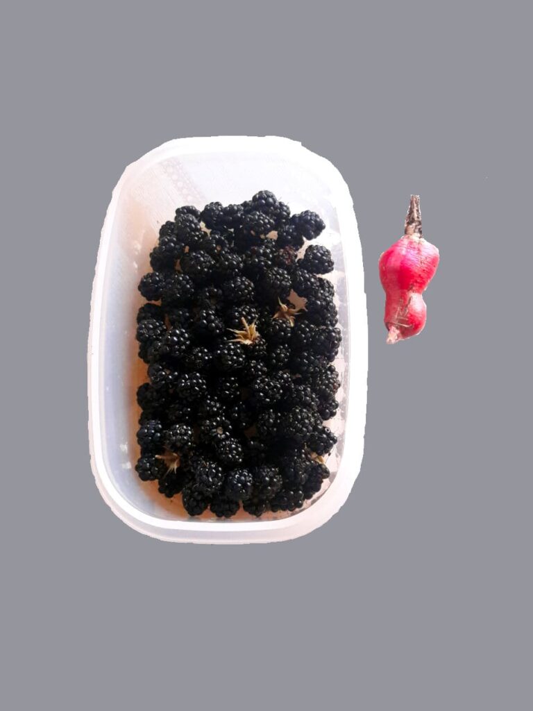 Brombeeren