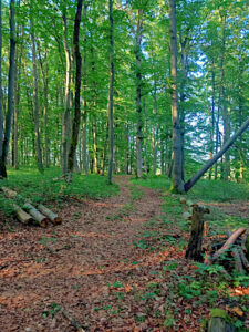 Waldstück bei Bamberg